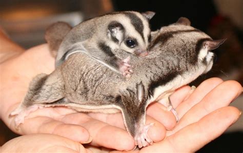 Sugar gliders for sale in florida - Breeders, specialty pet stores and individual pet owners sell exotic squirrel species such as sugar gliders and flying squirrels. Some individuals also keep native gray squirrels as pets. However, keeping a squirrel as a pet is illegal in m...
